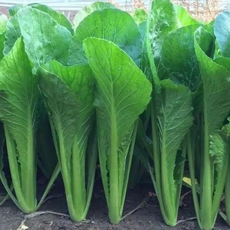 港种甜竹芥菜种子甜竹芥菜种子蔬菜种孑四季农家盆栽阳台蔬菜种子