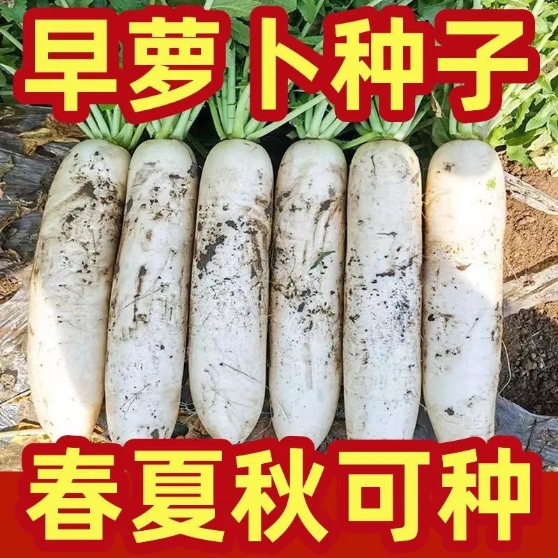 短叶早熟白萝卜种子高产大白萝卜籽耐热四季阳台庭院种植蔬菜种子