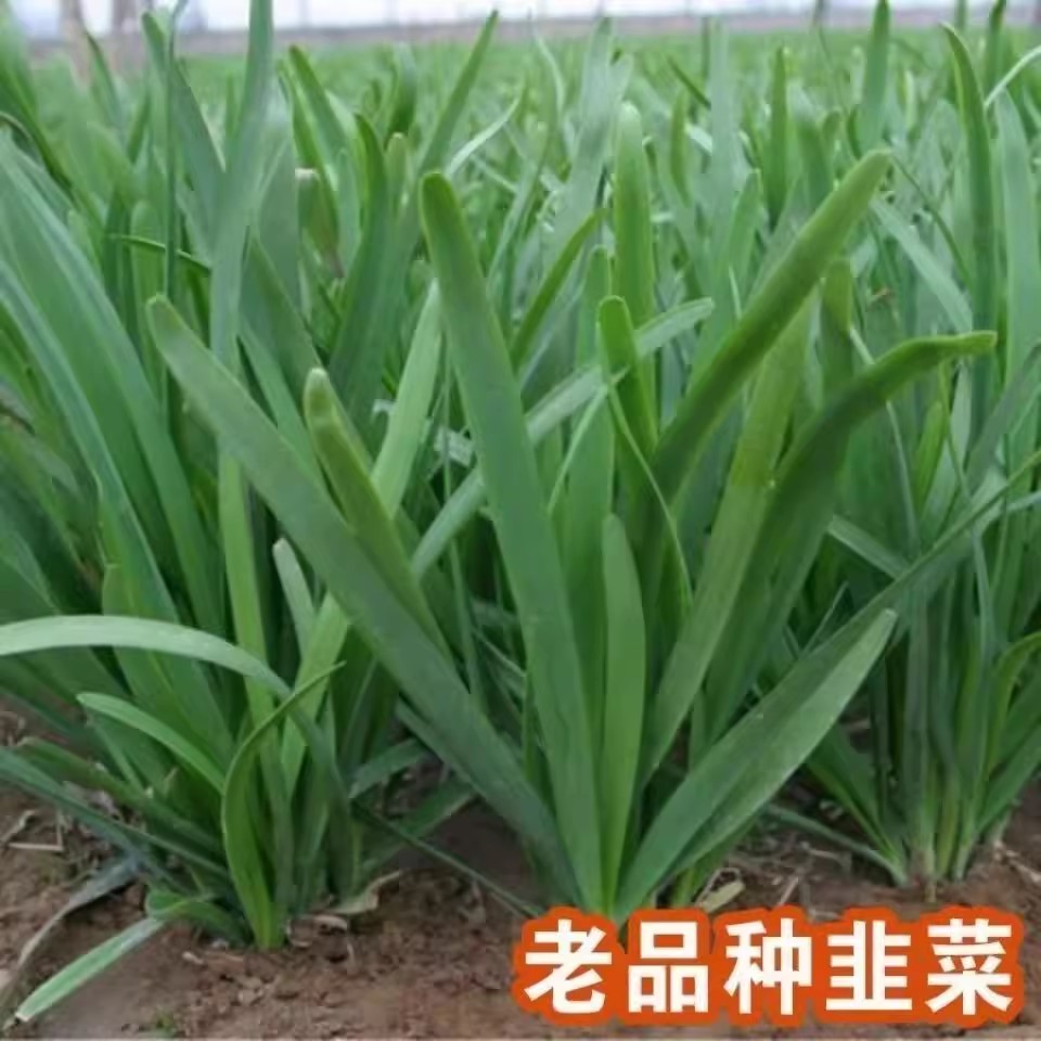 【全店满5/包免邮】韭菜种子四季庭院种子蔬菜种子