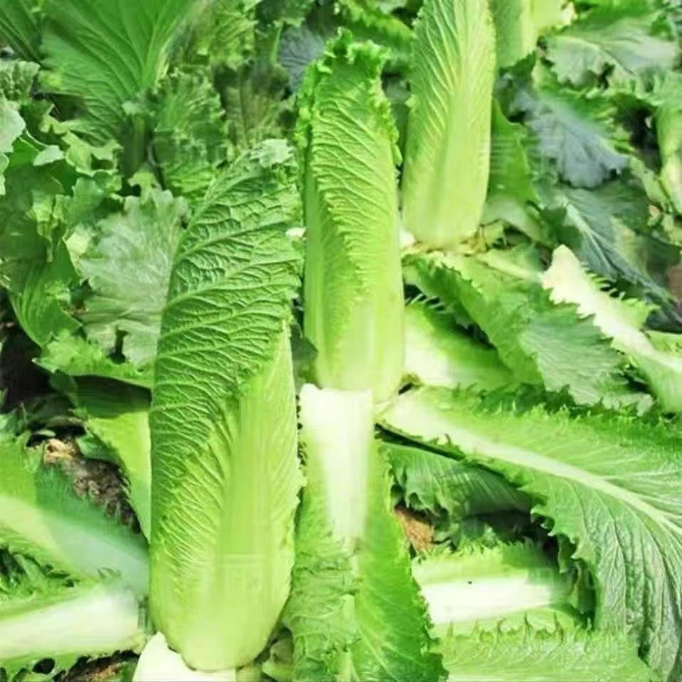 太原二青种子长筒结球包心高梗白菜大白菜种子青麻叶秋季蔬菜种子