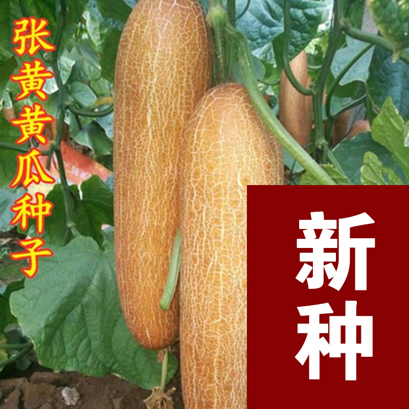 【全店满5/包免邮】张黄黄瓜种子麻皮黄色黄瓜种蔬菜种子高产包邮