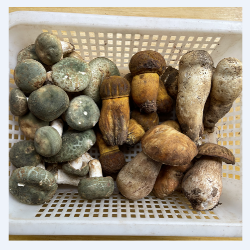 野生菌5菌组合 5种菌子共1000g顺丰包邮