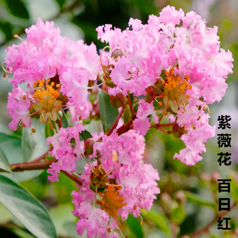 紫薇树苗南北方园林绿化工程树庭院观赏树盆栽地栽花卉种植百日红