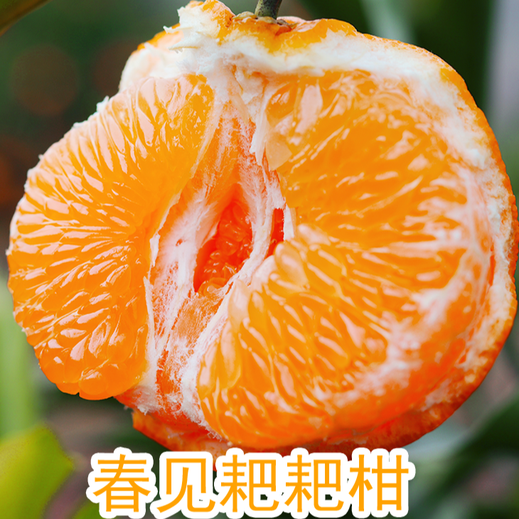 J【春见耙耙柑】正宗四川耙耙柑现摘现发清甜多汁新鲜柑橘产地直发D