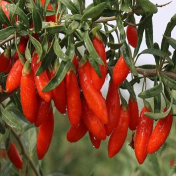 枸杞盆景一物一拍，