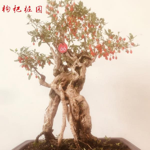 枸杞老桩一物一拍，直播间外拍随机发货（塑料盆不包破损）