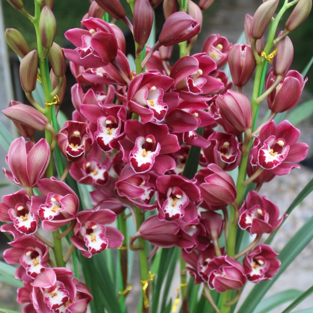 兰花大花蕙兰红粉黄绿色当年开花原盆土易养种室内阳台花卉盆栽