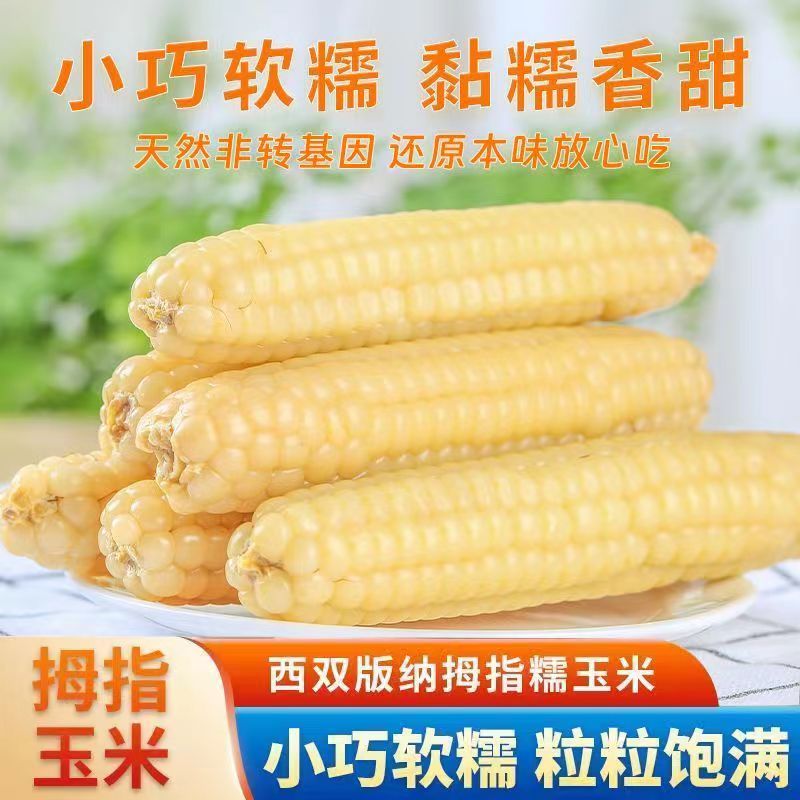 西双版纳农科拇指玉米云南特产傣家古法种植产地直发早餐(快递盒)