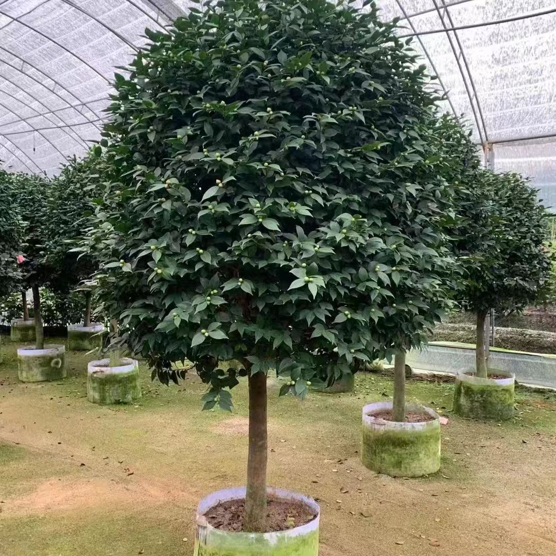 茶花山茶花原盆原土室外室内庭院种植地栽一物一拍