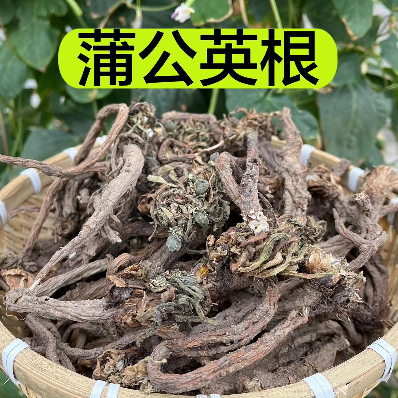 【蒲公英】甘肃山里采挖野蒲公英大条250克包邮