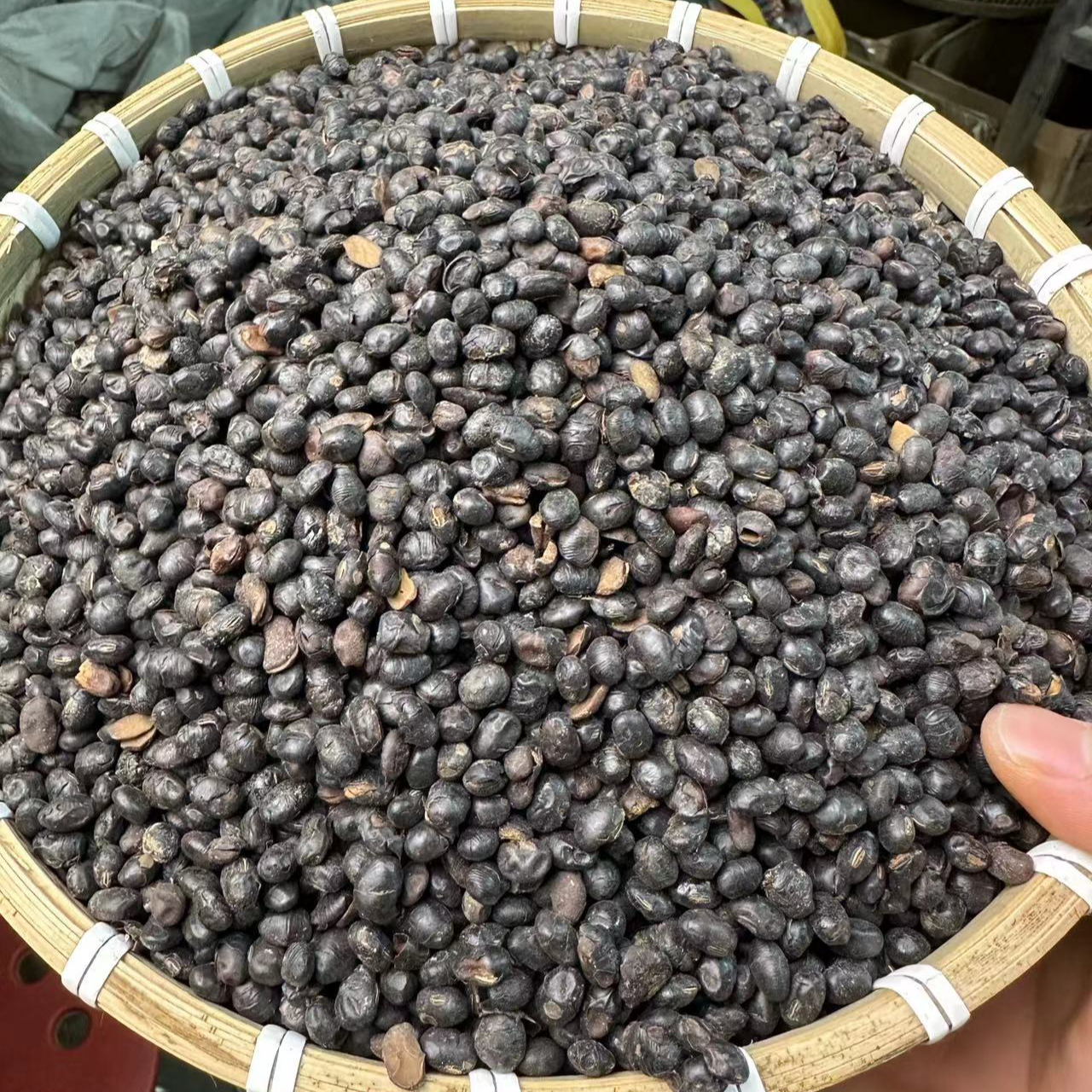 【淡豆豉】 栀子豆豉汤  豆豉 淡豆豉 250克