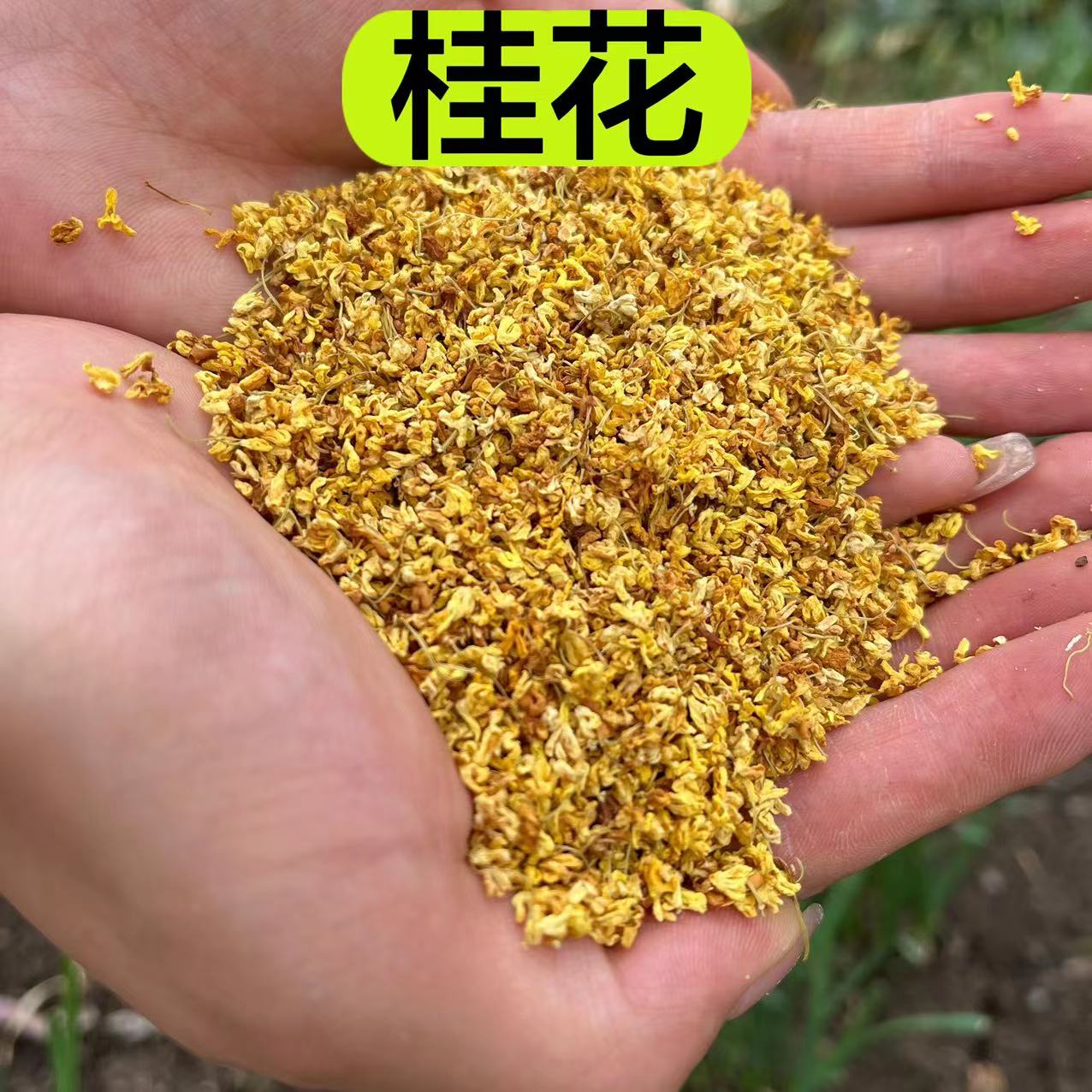 【桂花】四川产桂花 无硫 无染色100克包邮