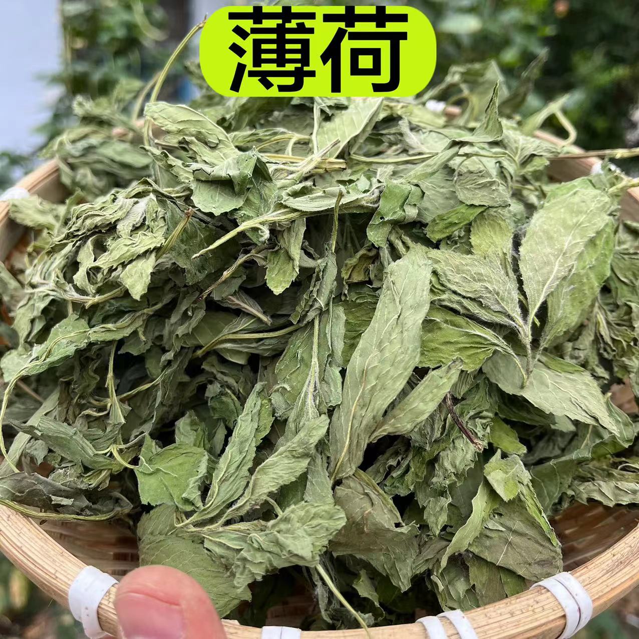 【薄荷】种植薄荷大叶子 带茎秆 150克包邮薄荷