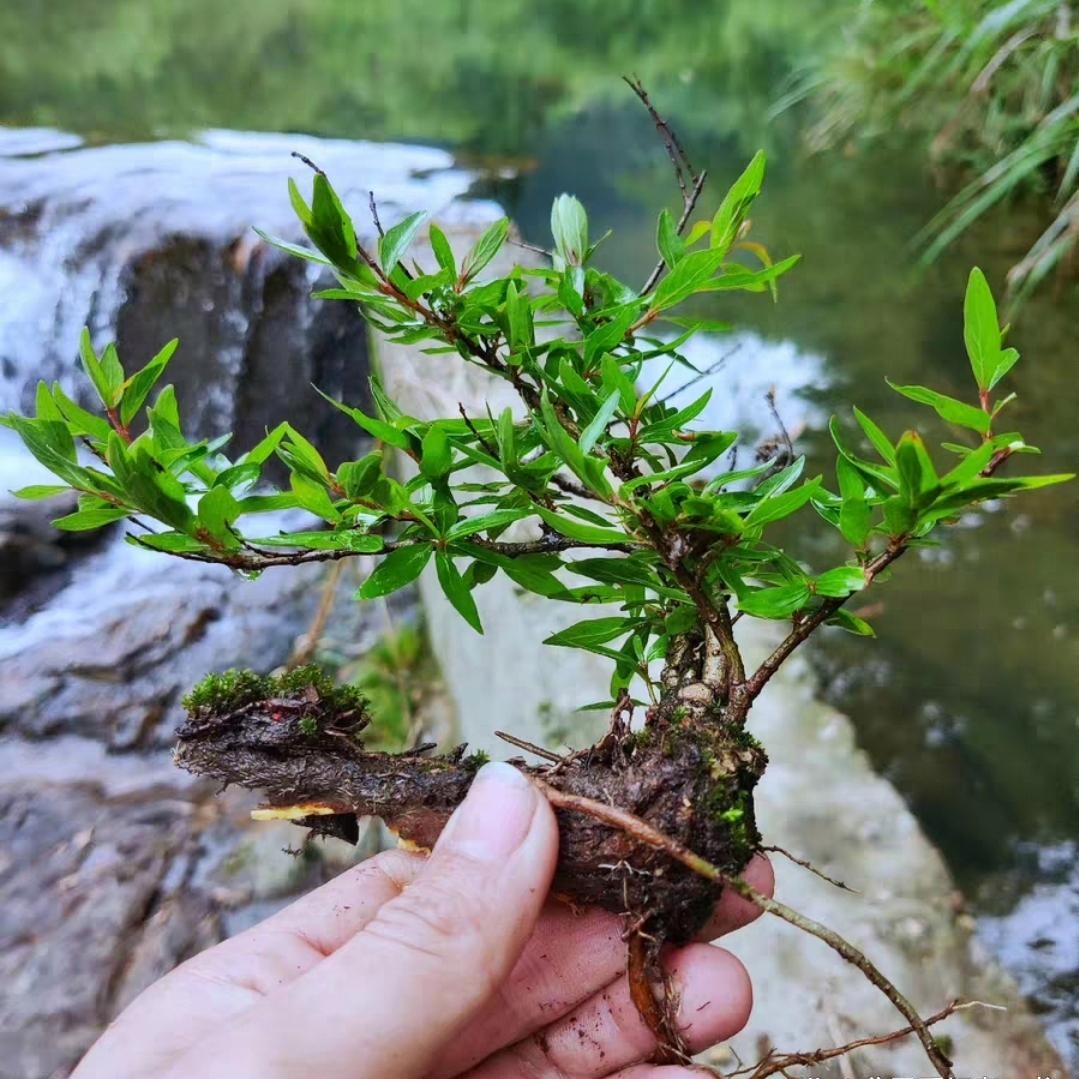 一物一拍 水培水杨梅 鱼缸造景 溪流缸 懒人盆景造型