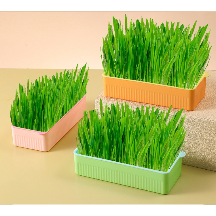 四季通用水培猫草盒猫零食猫薄荷水培无土种植盆猫咪零食