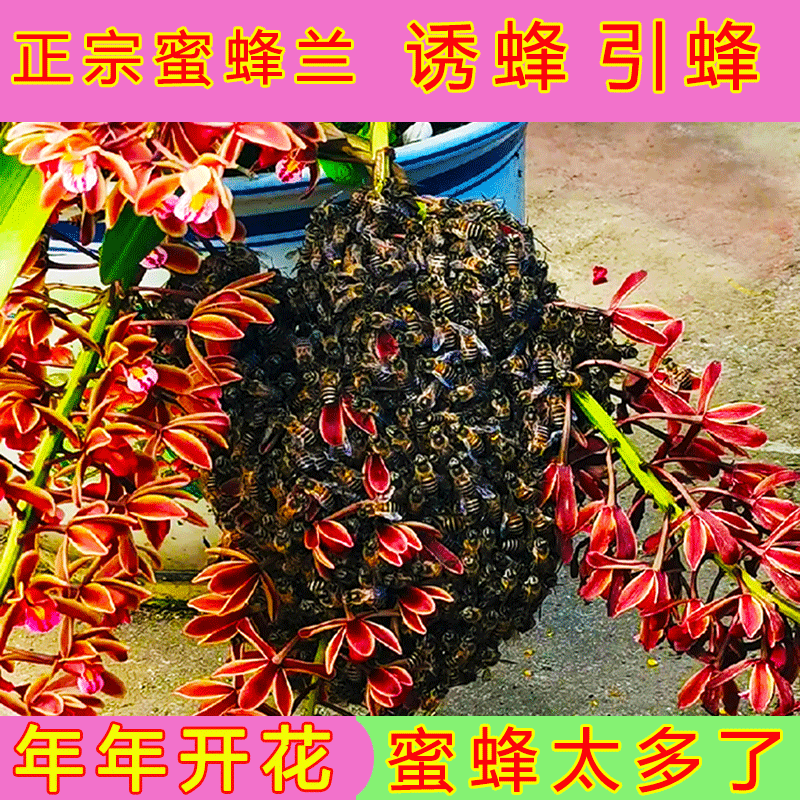 正宗蜜蜂兰花盆栽诱蜂兰带花苞批发直播户外招引蜂兰花大盆兰草苗