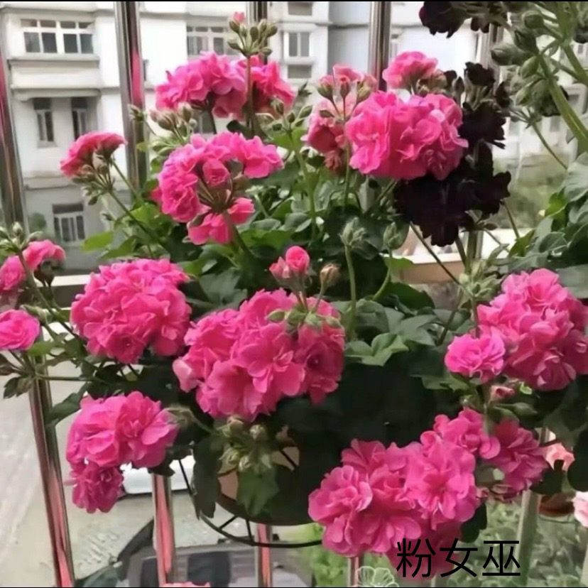 垂钓天竺葵 【粉女巫】（一盆包邮；拍三发四）