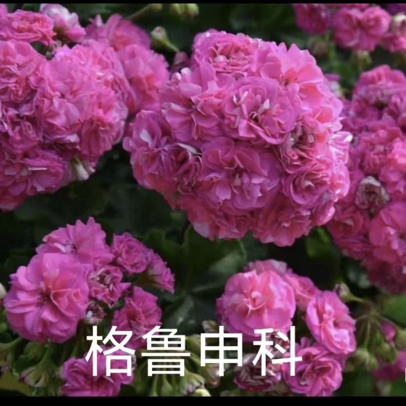 【格鲁申科】直立大花球中苗发货