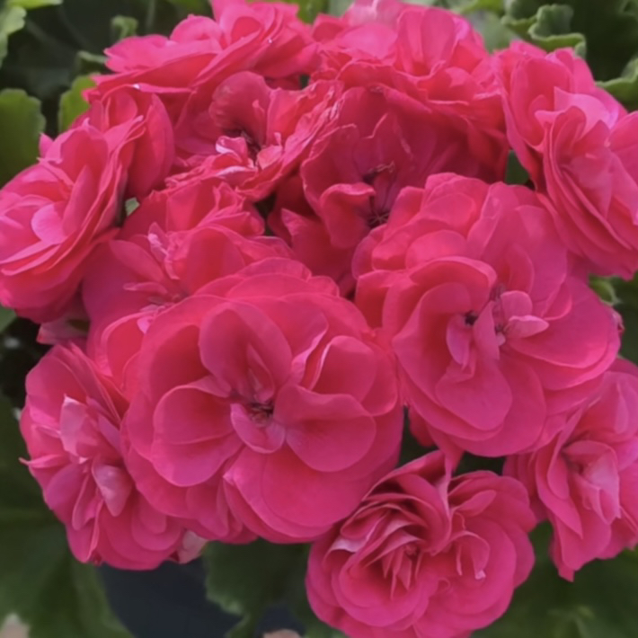 【罗莎琳达】（一盆包邮；拍三发四）