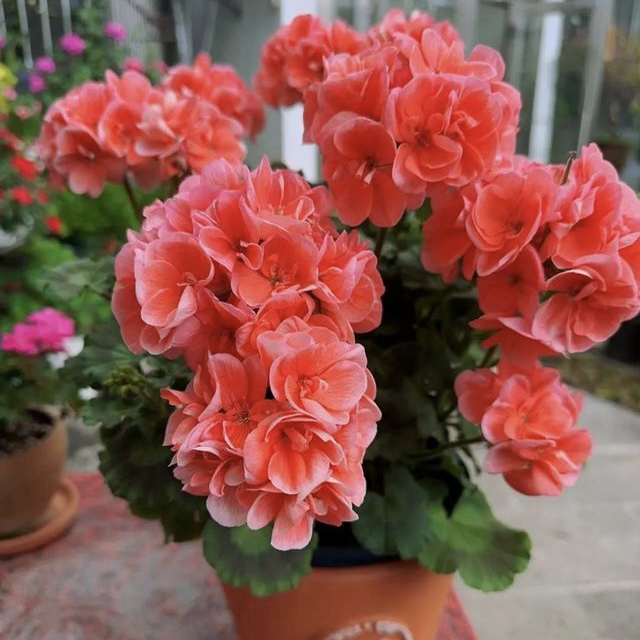 【重彩魔法】【一盆包邮；拍三发四】