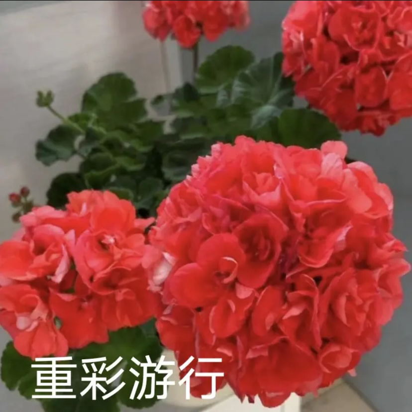 【重彩游行】（一盆包邮；拍三发四）