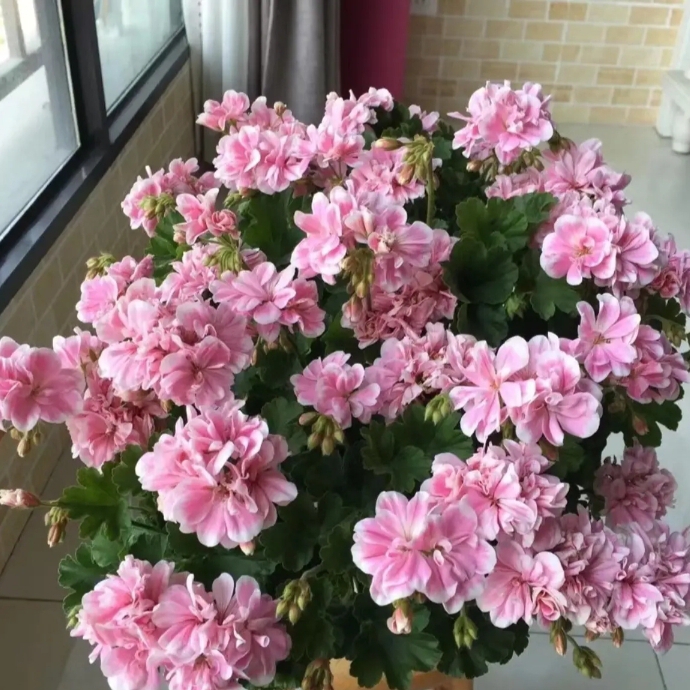 【童话故事】（一盆包邮；拍三发四）