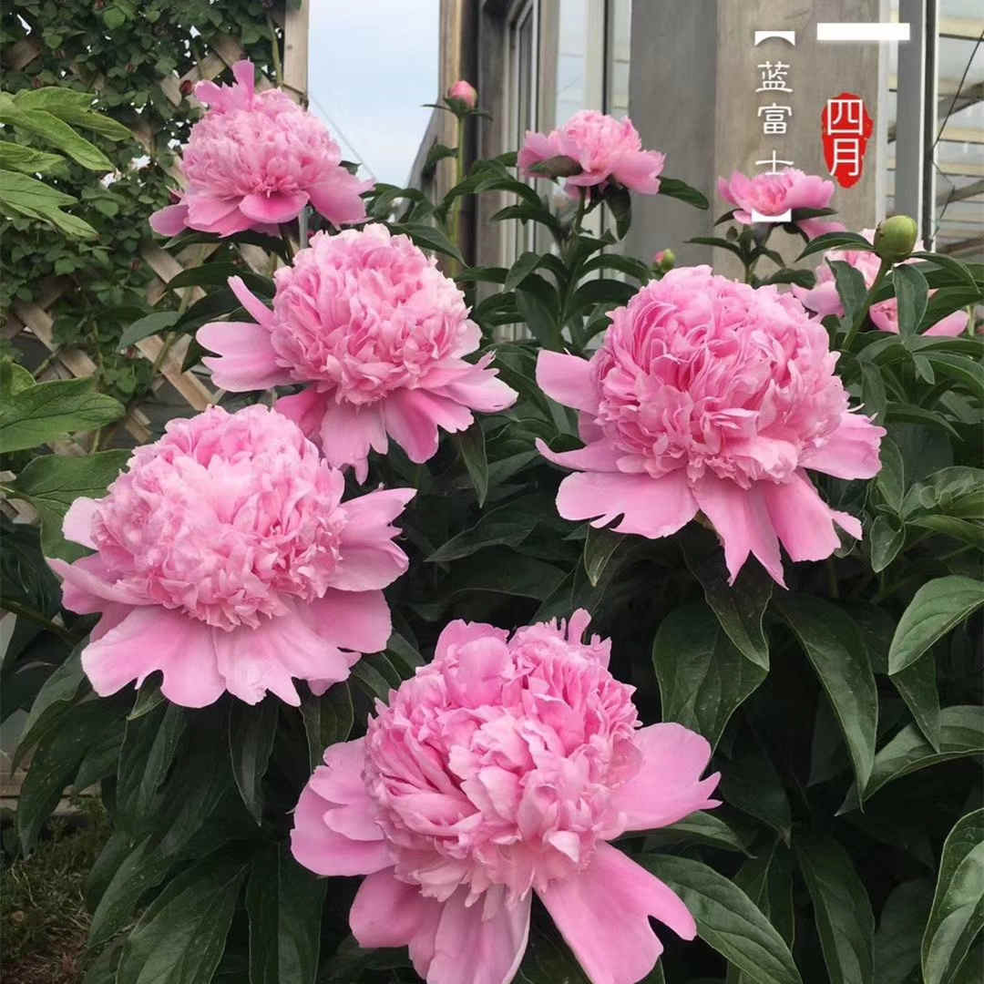 进口芍药苗：蓝富士