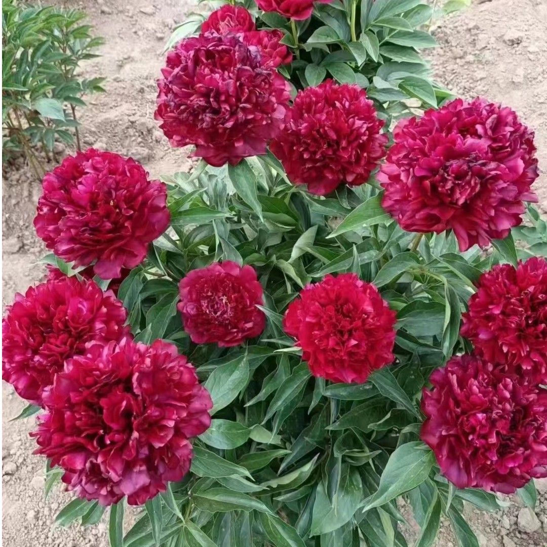 进口芍药 ：亮点（突出）