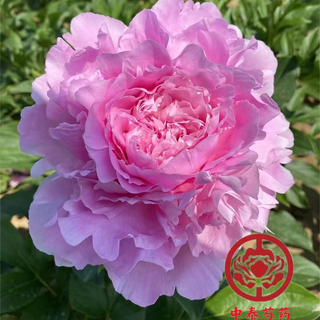 进口芍药种苗：餐盘（花如其名，花大如盘）