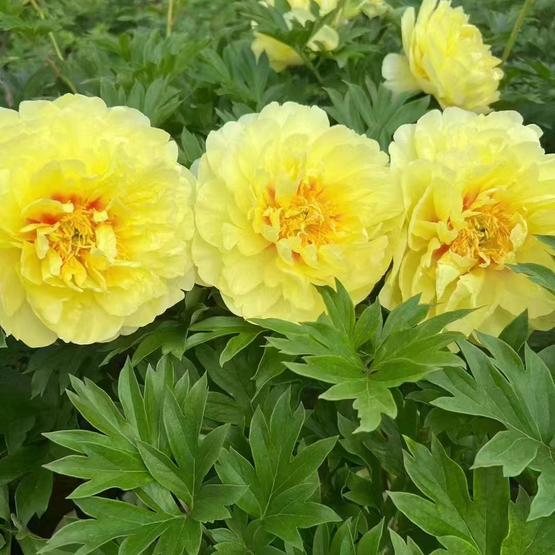 进口芍药种苗：伊藤芭茨拉（浓香型）
