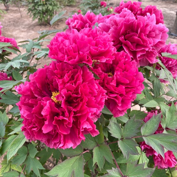 牡丹树花苗（直播间）专享，一物一拍