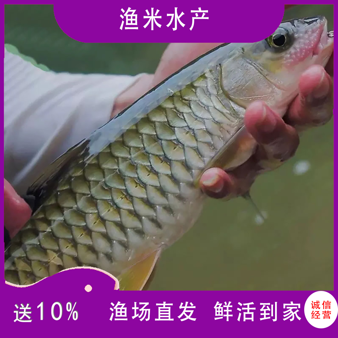 贵州优质军鱼苗黄娟鱼砖鱼坑坚光眼鱼粗鳞鱼养殖 渔场直发 包邮
