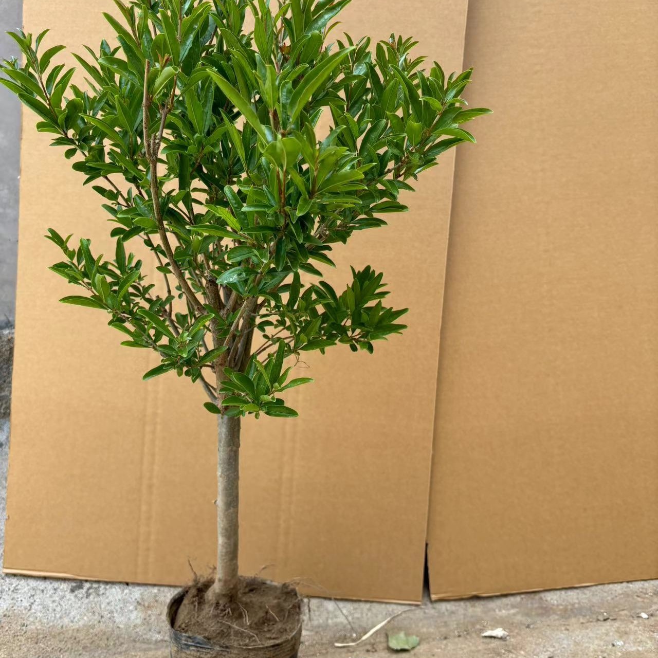 石榴树苗蒙阳红大红袍紫玉红宝石软籽石榴一物一拍造型果树果苗