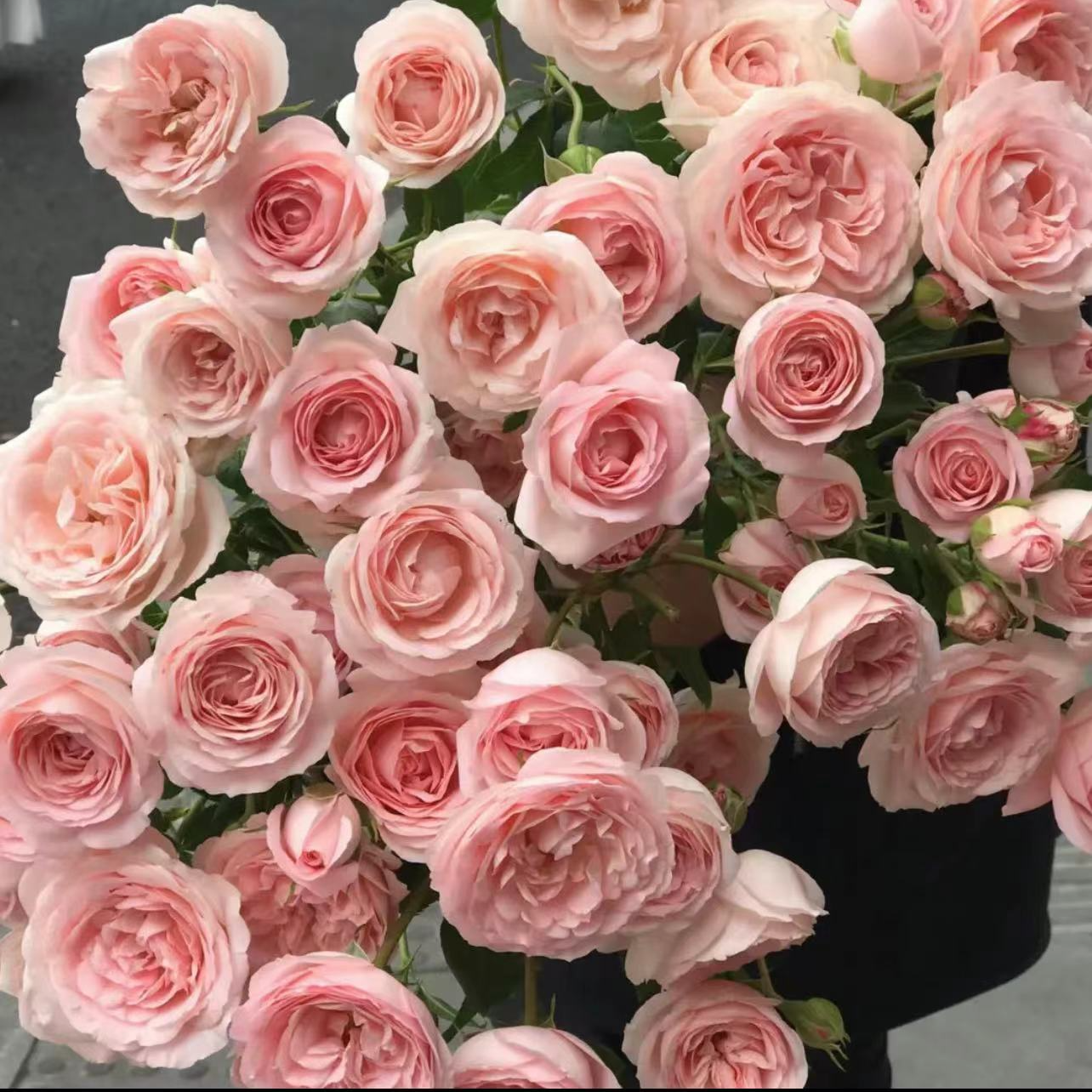 【花桥花卉】新娘梅拉多头玫瑰