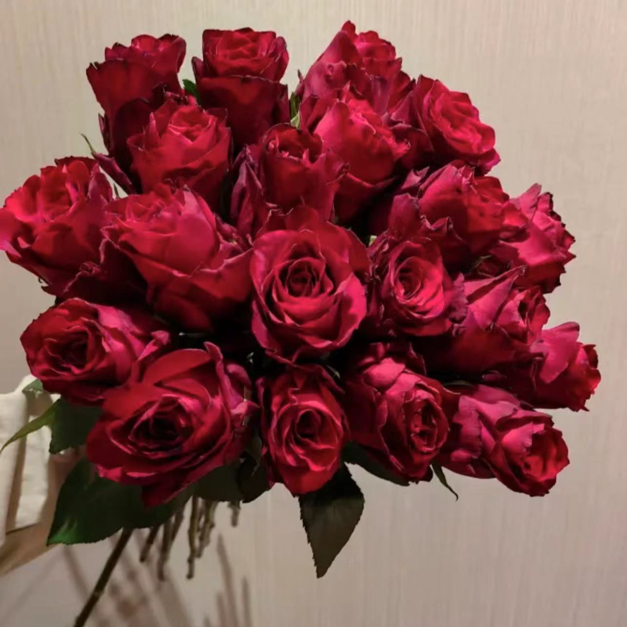 【花桥花卉】安红玫瑰