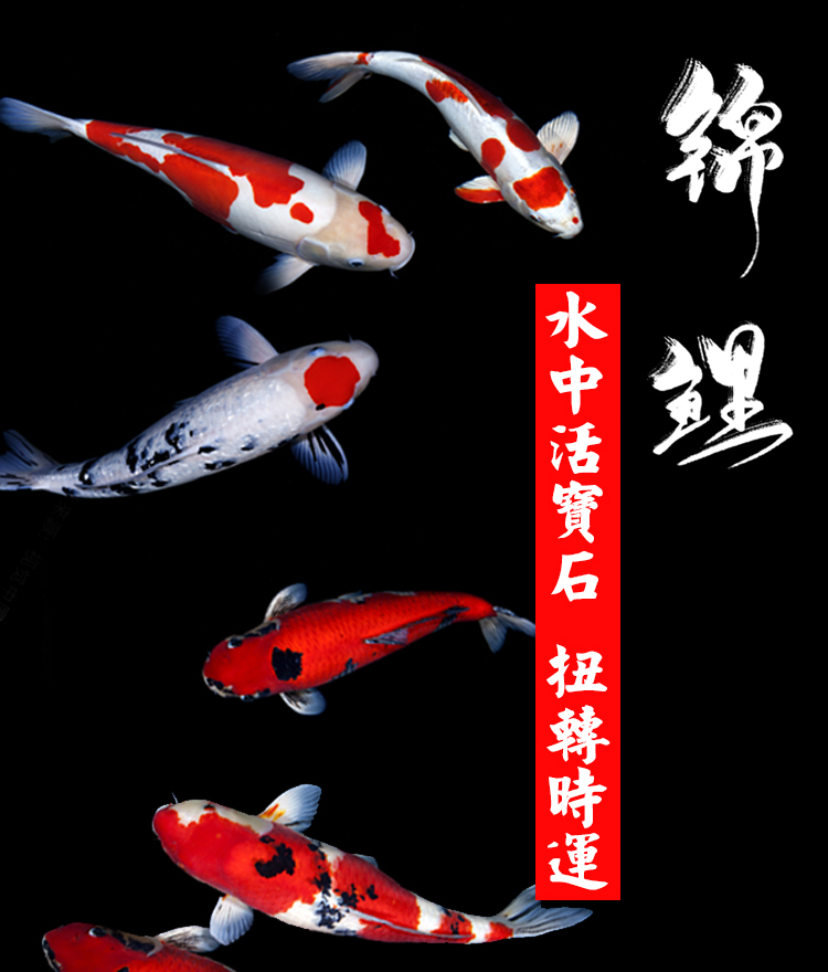 纯血统锦鲤观赏鱼红白大正昭和御三家好养耐血统正混锦鲤锦鲤大鱼