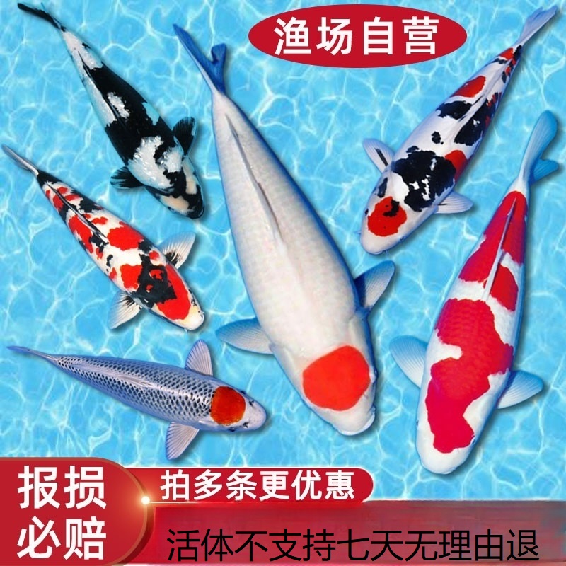 活体锦鲤观赏鱼红白大正昭和御三家好养耐血统正混养锦鲤锦鲤大鱼