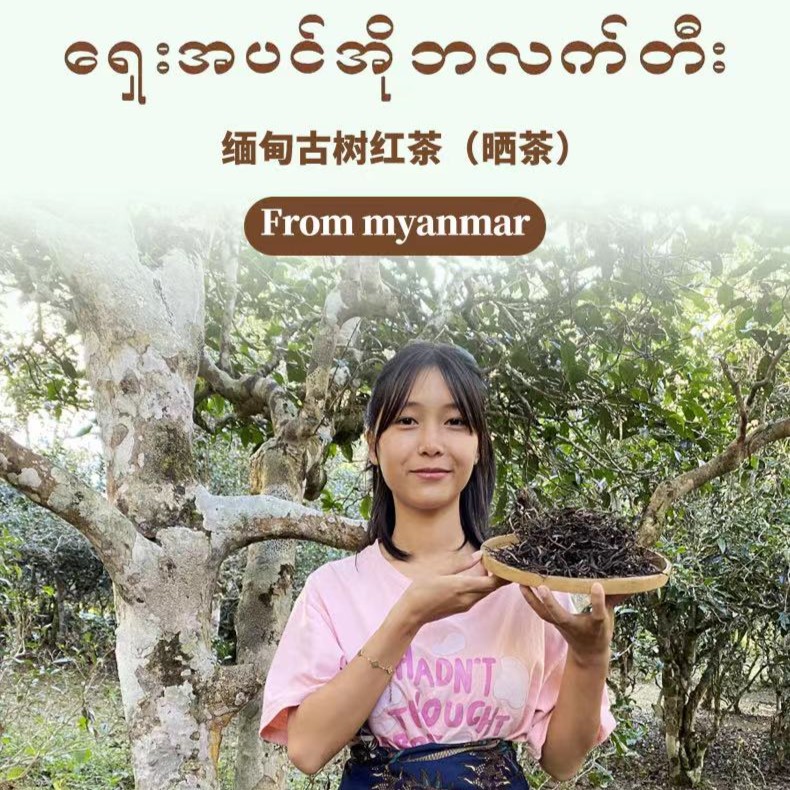 2025生态古树红茶