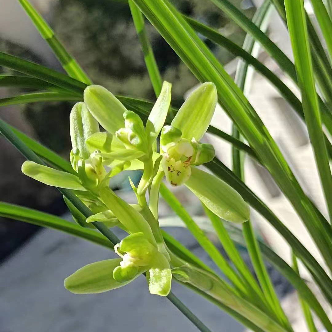 神荷 镇荷 素冠荷 顶华夏红素 玉龙娇 大翠晶 大雪素自然养殖国兰