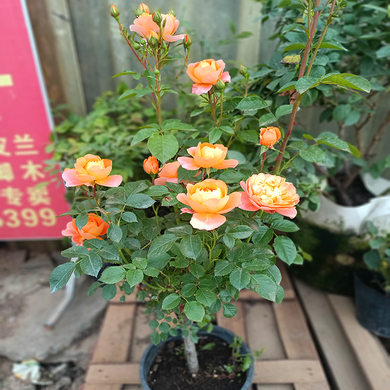 一物一拍   树桩月季花嫁接棒棒糖高杆大花多色树苗四季开花庭院