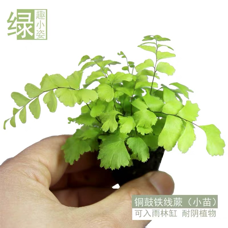 铁线蕨 水培临水种植绿植 盆栽 雨林缸点缀装饰小蕨类 上水石植物