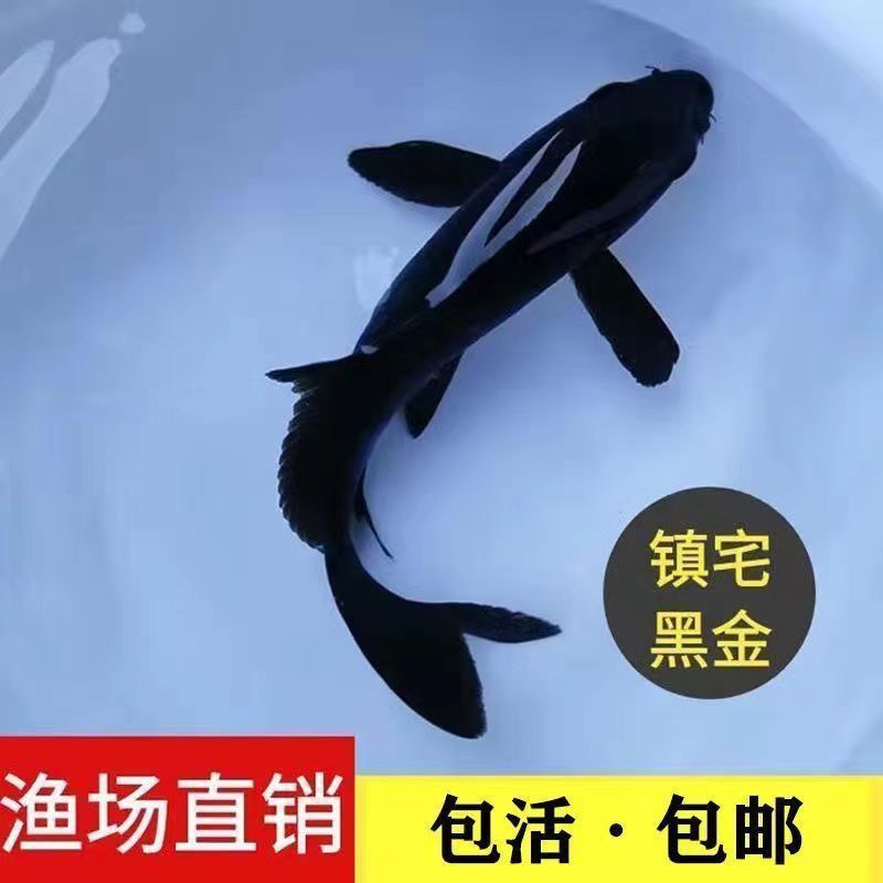 黑金长尾彗星招财鱼活鱼冷水观赏鱼龙凤包邮耐寒短尾好养耐活