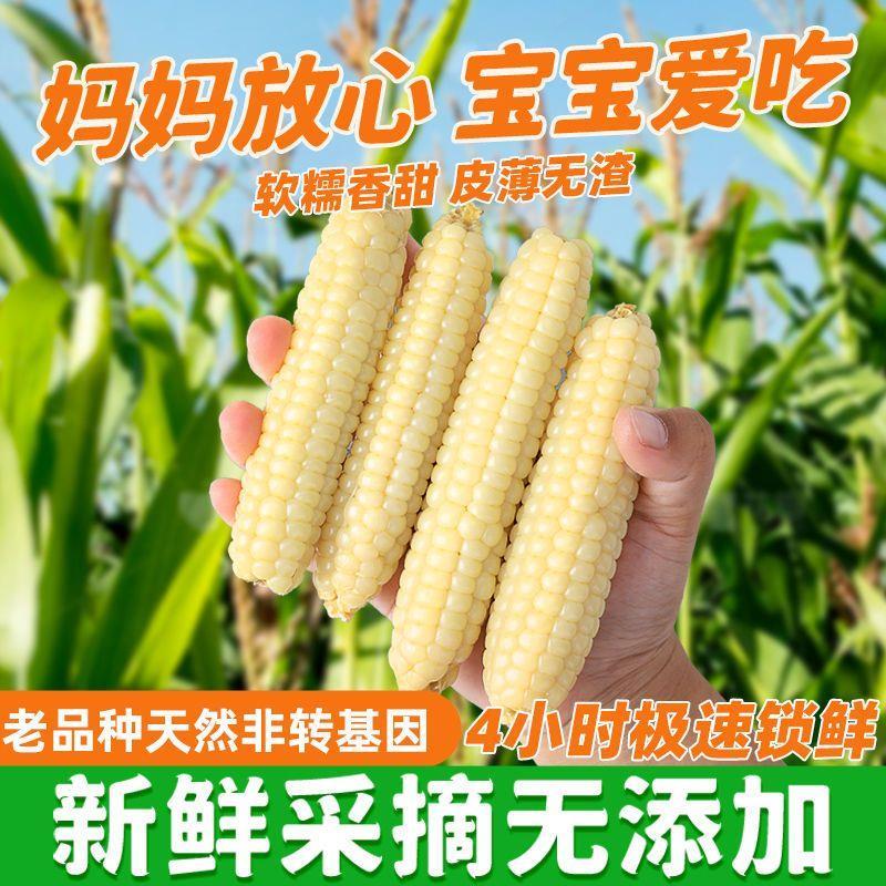 云南西双版纳拇指玉米宝宝代餐软糯香糯小手指迷你低脂真空小玉米