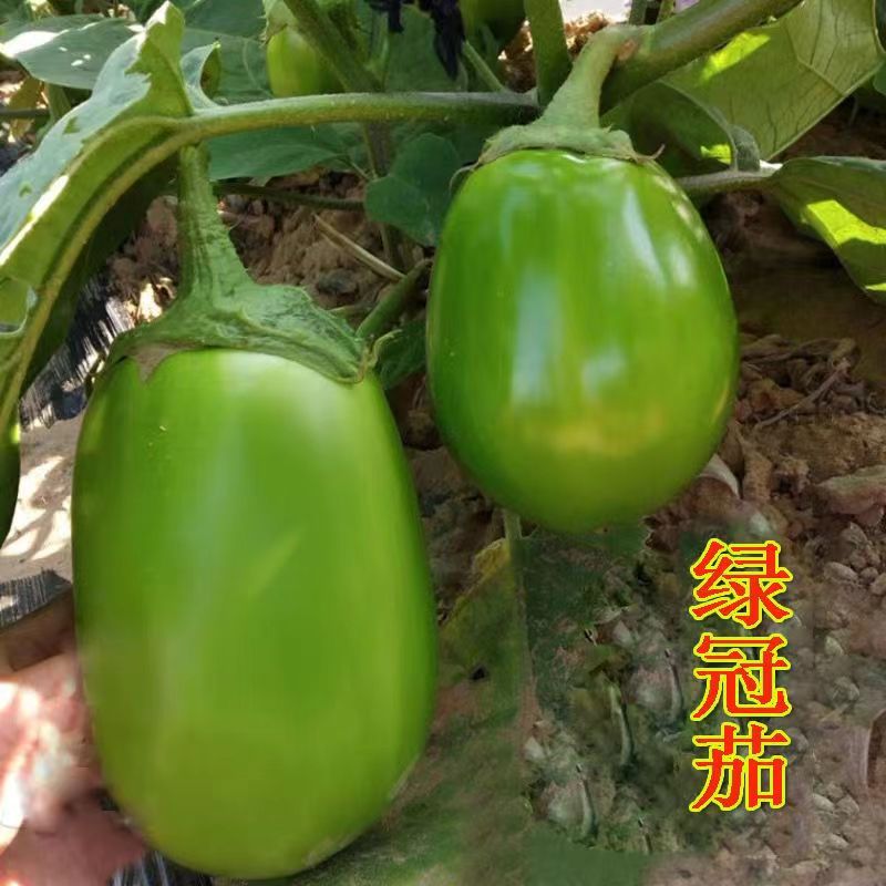 绿罐茄种苗茄子种苗四季蔬菜种苗高产绿皮水果青茄子苗子春季秋季