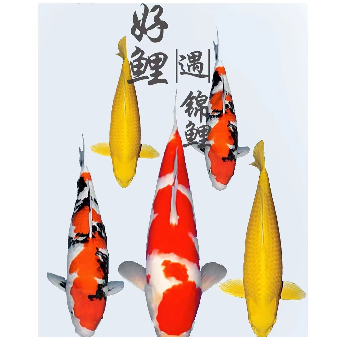 红白三色龙系孔雀秋翠大正昭和菲写芥子茶鲤冷水鱼好养耐活