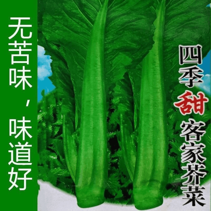 【全店满5包包邮】四季客家甜芥菜种子大田菜园叶子菜青菜阳台大