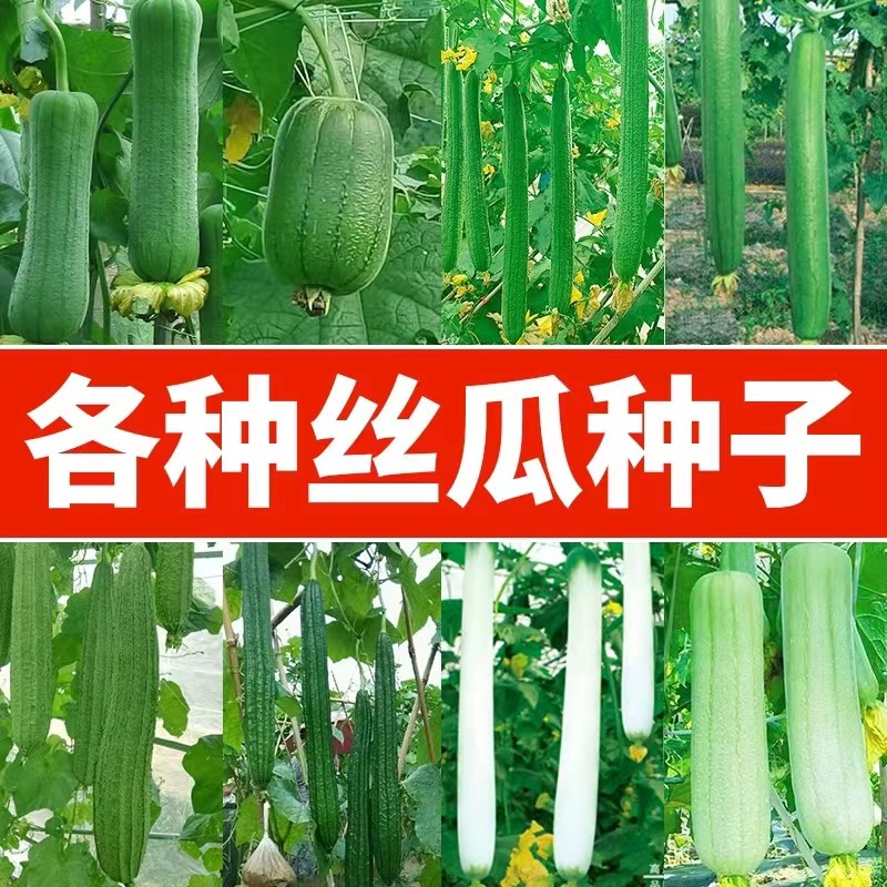 各种蔬果种子随机种子1包