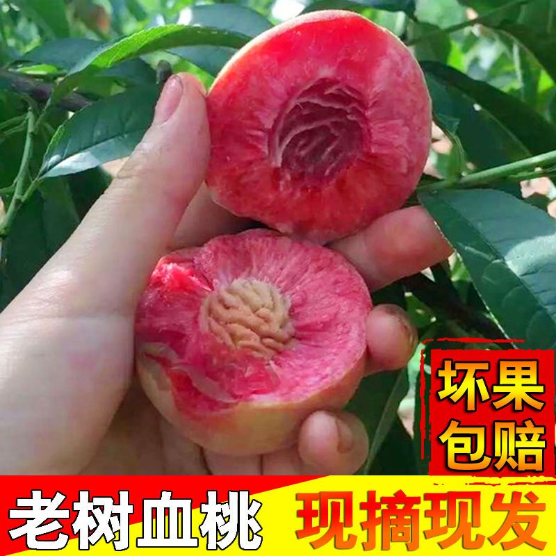 【离核血桃】新鲜老树胭脂红红心桃子水果现摘脆甜多汁1-5斤狗血桃