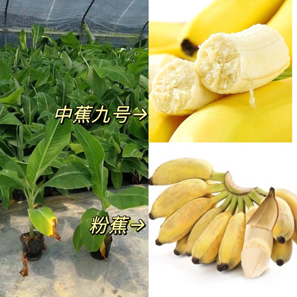 香蕉苗中蕉九号 粉蕉好种植易管理带土发货