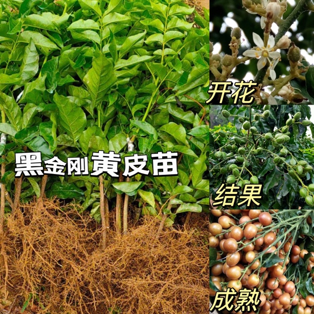 黄皮品种黑金刚黄皮营养杯嫁接苗包邮